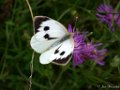 Groot koolwitje,  Pieris brassicae